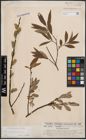 Foto von Salix cinerea L. x Salix viminalis L.